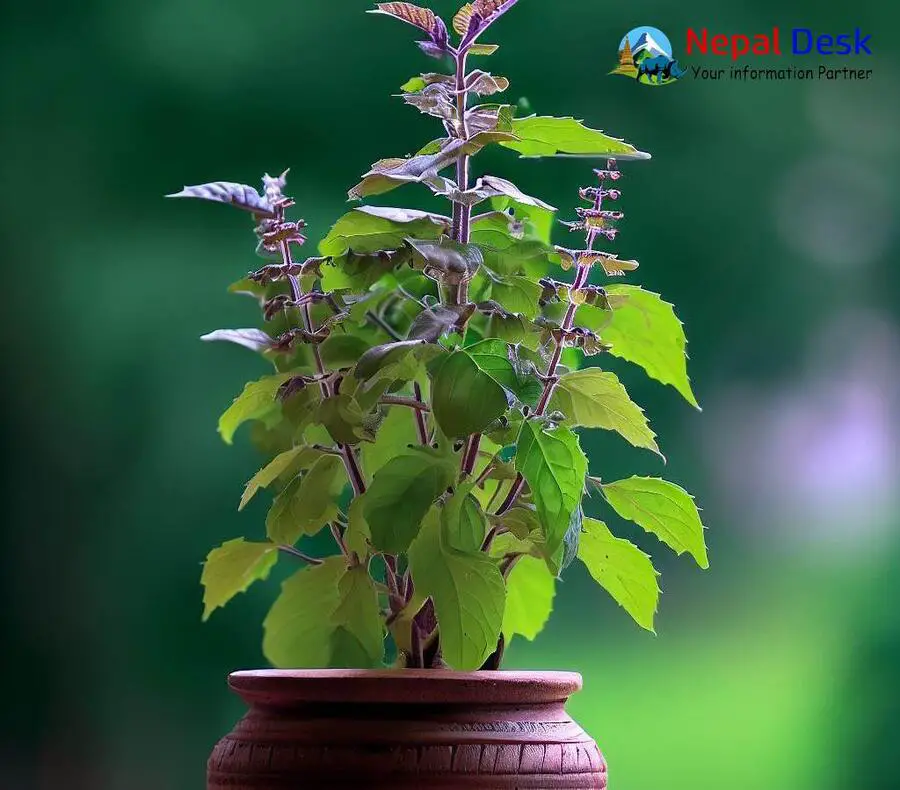 Holy Basil (Tulasi) The Queen of Herbs Nepal Desk